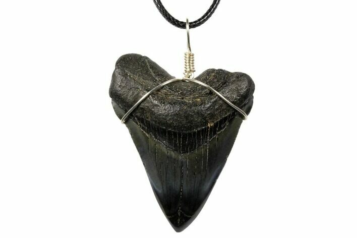 Fossil Megalodon Tooth Necklace #130988